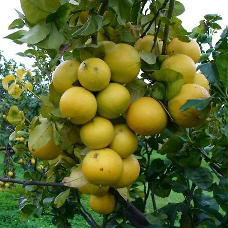 Apartment Kalon Eidos, Il Magico Posto Della Calabria Jonica *