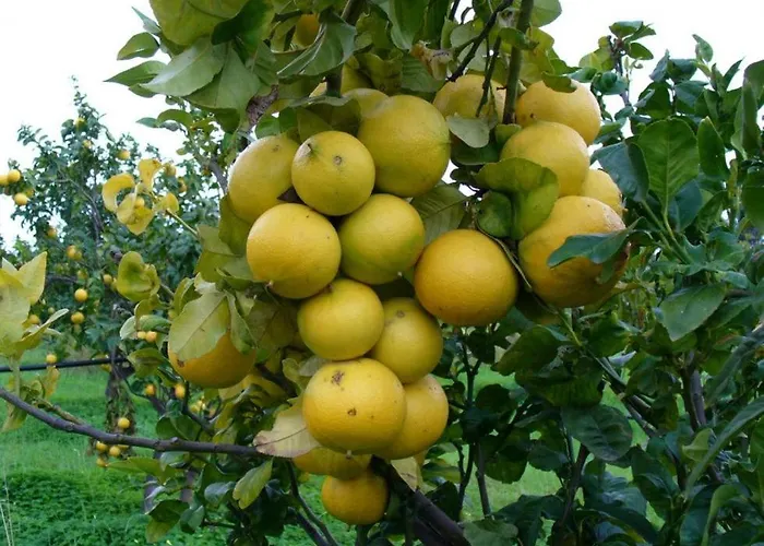 Apartman Kalon Eidos, Il Magico Posto Della Calabria Jonica *